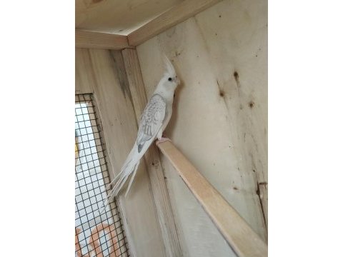 4 aylık civarı sultan papağanları