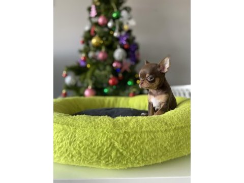 Xs dişi erkek safkan chihuahua yavrularımız