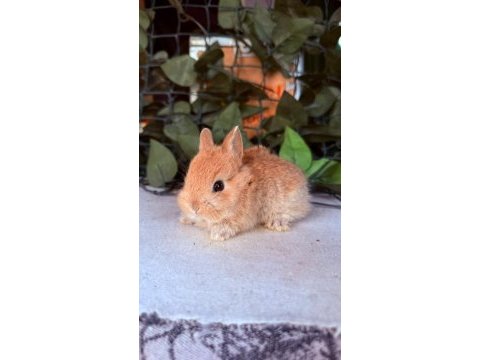 Hollanda lop ve cüce tavşanlar