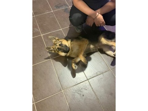 Alman kurdu 5 aylık