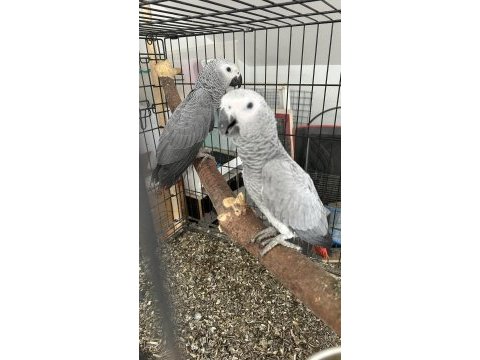 Bebek jako papağanları