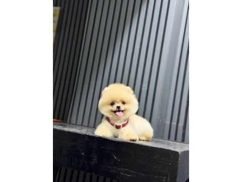 Show kalite pomeranian boo yavrular