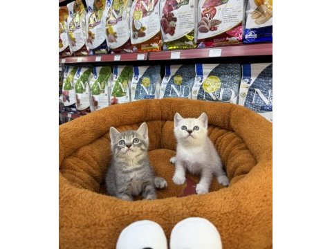 British shorthair yavrularımız