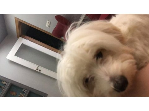 Mecburiyetten acil sahiplendirilecek köpeğimiz