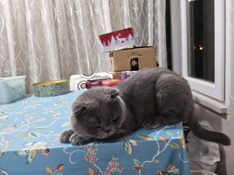 Gri kaplan kısa kulak erkek eş arıyoruz scottish fold