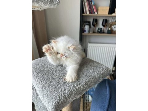İran persian ( show kalite )