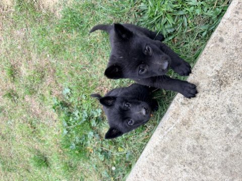 Solid black alman çoban köpeği