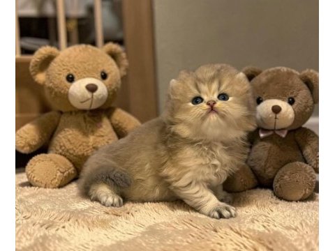 British longhair erkek