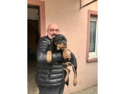 Günü gelen aşıları yapılmış erkek gibi dişi rottweiler