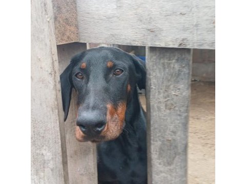 Doberman damızlık dişi ve erkek