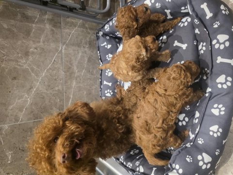Anne ve 4 yavrusu ve 8 aylık kore erkek poodle