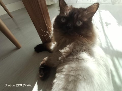 Ücretsiz scottish blue point kedi sahiplendirme
