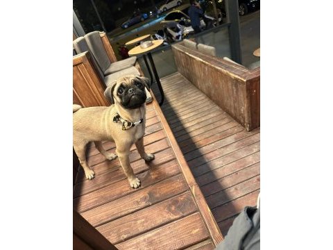 5 aylık pug mops