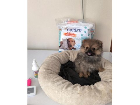 Mini boy a kalite pomeranian yavrumuz