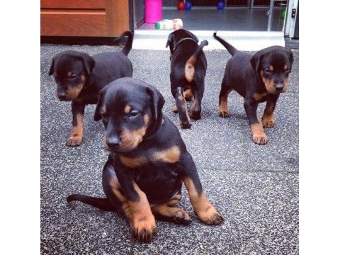 Eğitim bakım ve referans destekli doberman