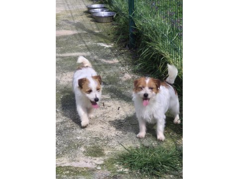 Şecereli jack russell terrier