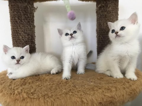 Mama karşılığında british shorthair kedimiz