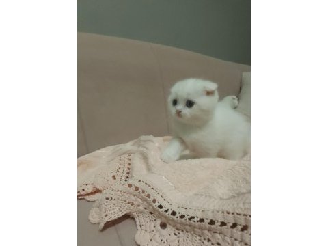 Scottish fold ve british yavrular
