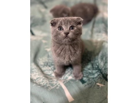 Erkek yavru scottish fold