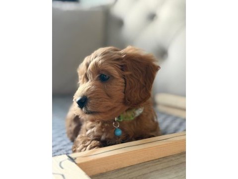 2.5 aylık maltipoo
