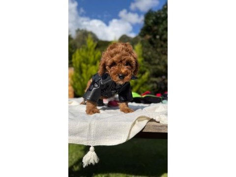Toy poodle yavrumuz