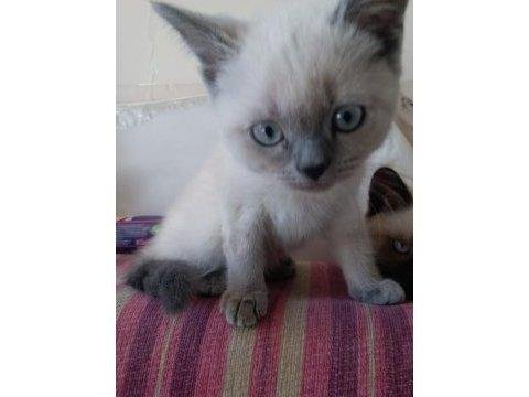 Scottish straight blue point ve chocolatte point yavrular