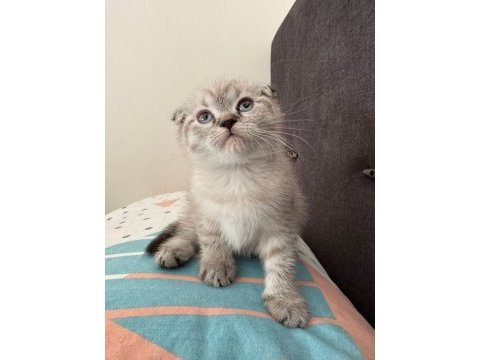 50 günlük lynx point blue point scottish fold ve cinnamon