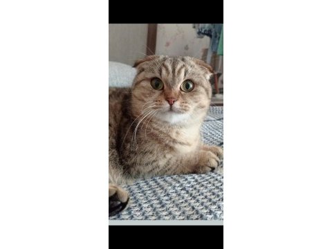 Scottish fold mama karşılığında sahiplendirmek istiyorum