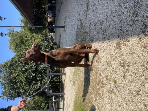 Kızıl doberman yavruları için arayın