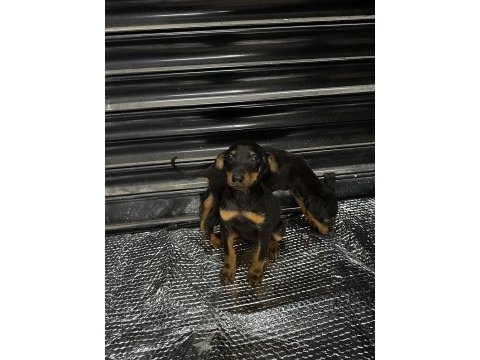 Doberman yavrularım erkek ve dişi