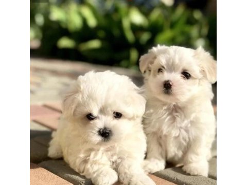 Orjinal maltese terrier bebekler