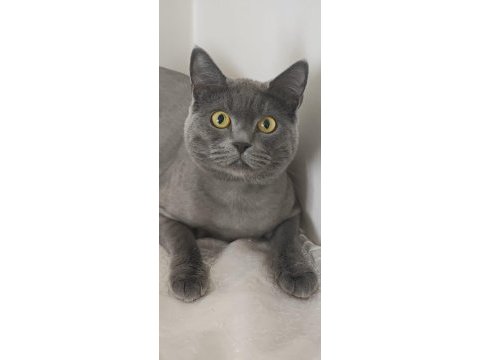 Kedi cinsiyet british