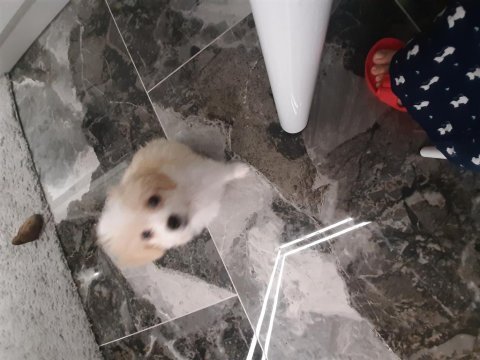 Sevimli yavru köpeğimiz