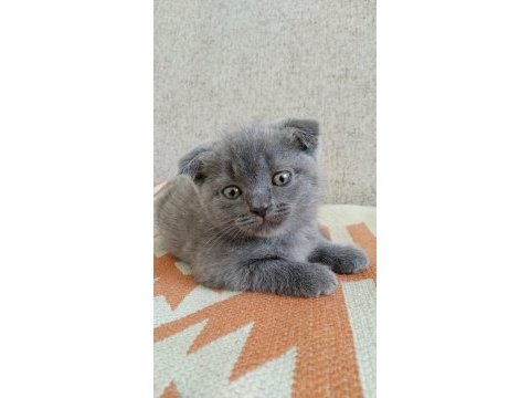 Scottish fold yavrumuza yuva arıyoruz