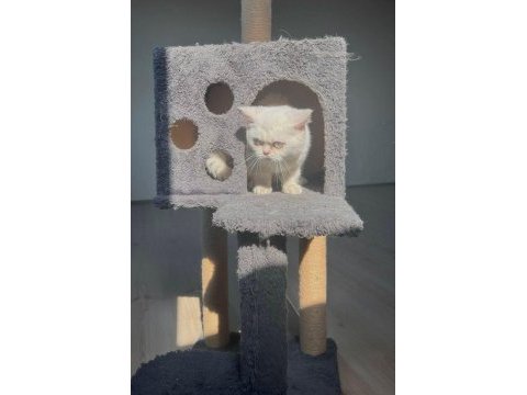 5 aylık british shorthair erkek yavru
