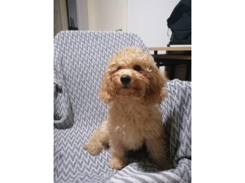 4 aylık minyatür poodle yavruları