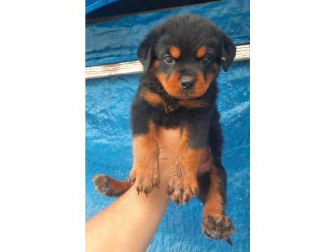 Rottweiler dişi erkek mevcut şecereli 