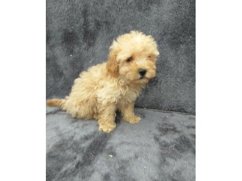 Apricot toy poodle dişi minnak, ruhsatlı çiftlik