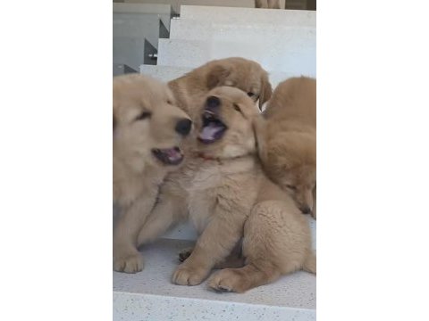 Golden yavrularımız yeni yuvalarını bekliyor