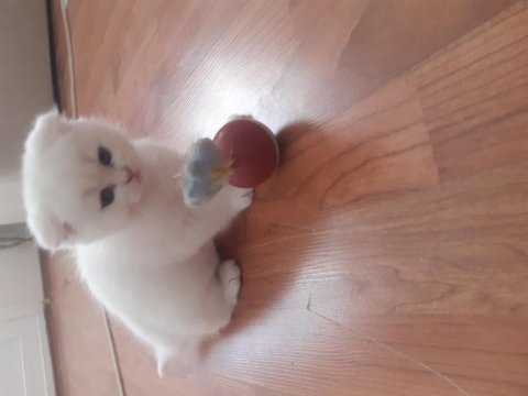 2.5 aylık dişi scottish fold