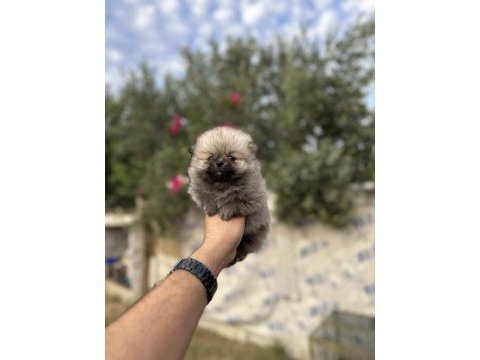 Pomeranian yavrularımız
