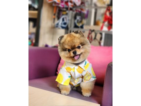 13 aylık efsane mini erkek pomeranian eğitimli
