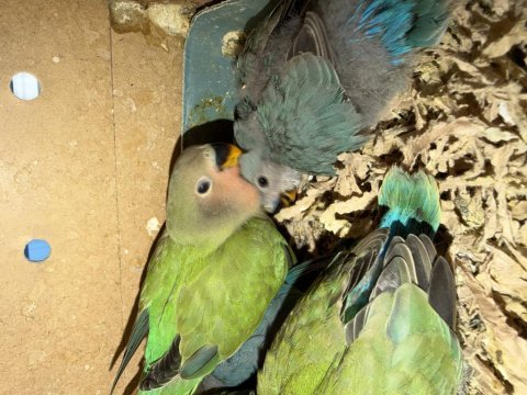 Sevgi ve kaliteli besinler ile büyütülen kuşlar