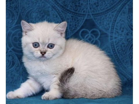 Bebek yüz brıtısh shorthair yavrularım 