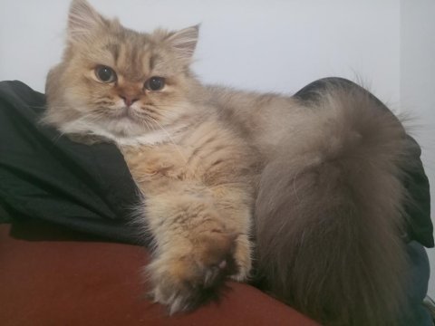 Ücretsiz british longhair 10 aylık