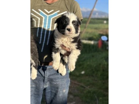 Üreticiden border collie yavruları