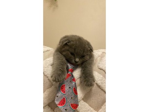 Scottish fold kedimizi sahiplendiriyoruz.