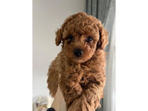 Orjinal poodle yavrular