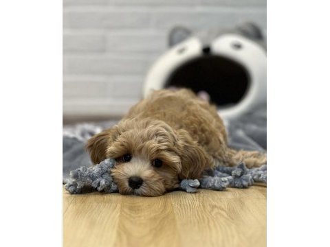 Maltipoo korekan bebekler
