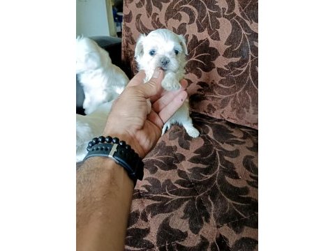 Mini maltese terrier yavruları